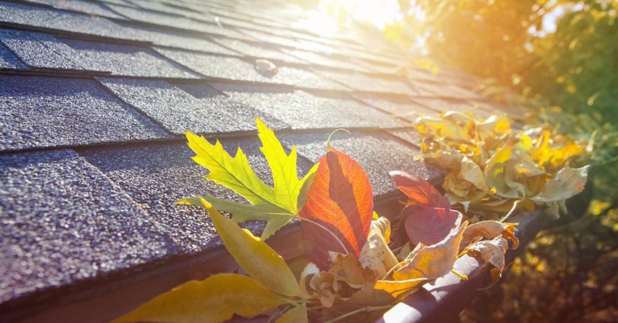 Roof Cleaning Near Me