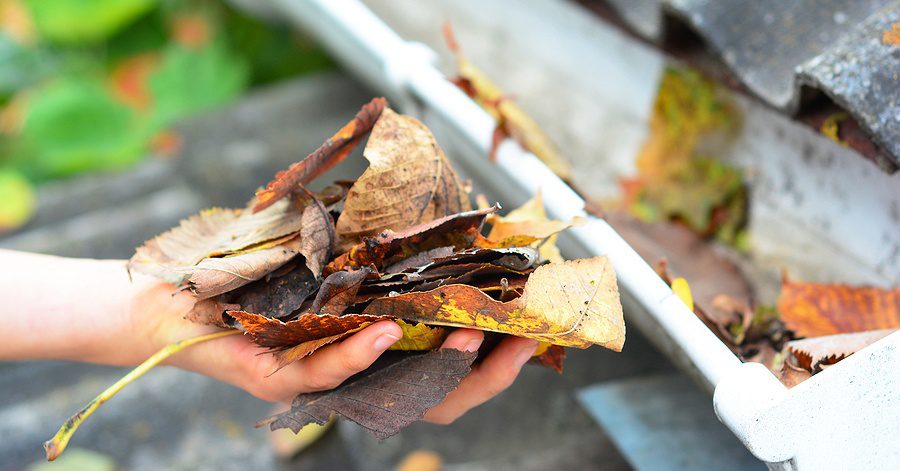 Hand holding dried leaves pulled from gutters