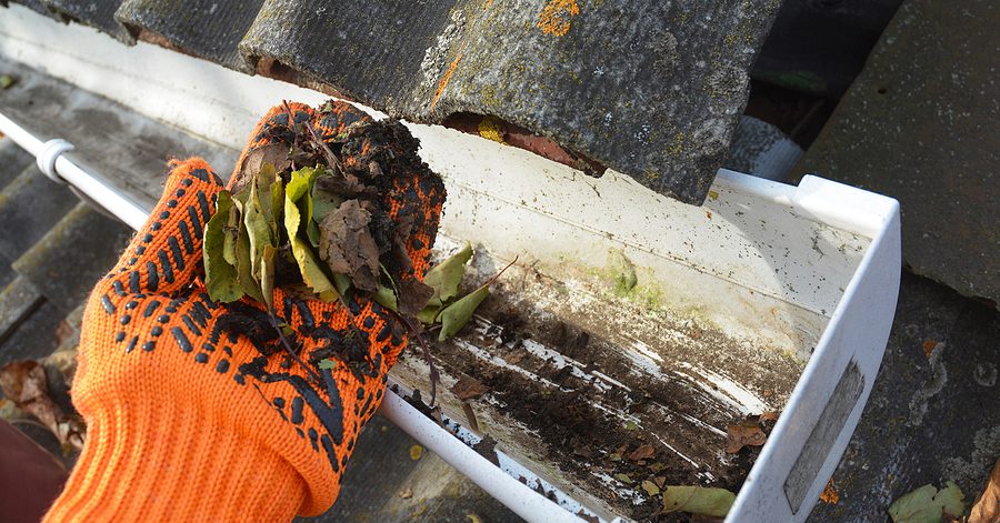 Hand with glove holding leaves and dirt found in gutters